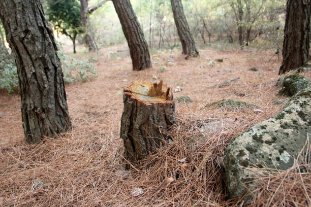 How Our Tree Care Process Works  in  Clarksville, TX